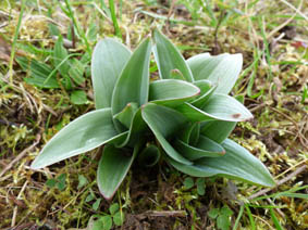 Orchis purpurea